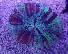 画像3: No.65 オオバナサンゴ　マルチカラー (3)