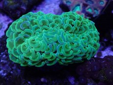 画像1: No.1 ナガレハナサンゴ　toxic (1)