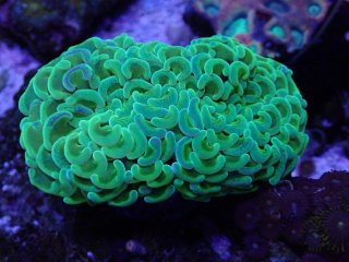 No.9 ヒラタオオトゲキクメイシ マルチカラーを買うならアクアスタイル