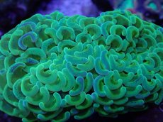 画像2: No.1 ナガレハナサンゴ　toxic (2)