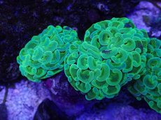 画像1: No.2 ナガレハナサンゴ　toxic (1)