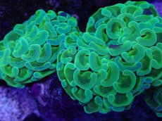 画像2: No.2 ナガレハナサンゴ　toxic (2)