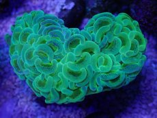 画像1: No.3 ナガレハナサンゴ　toxic (1)