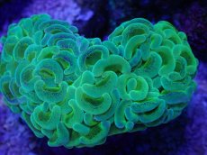 画像2: No.3 ナガレハナサンゴ　toxic (2)