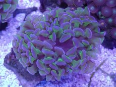 画像1: No.4 オーストラリア産ナガレハナサンゴ　リバース (1)