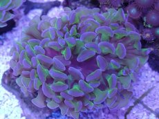 画像2: No.4 オーストラリア産ナガレハナサンゴ　リバース (2)