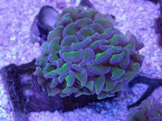 画像1: No.5 オーストラリア産ナガレハナサンゴ　リバース (1)