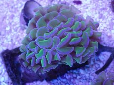 画像2: No.5 オーストラリア産ナガレハナサンゴ　リバース (2)