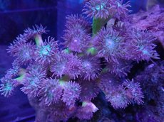 画像1: No.1 オーストラリア産　ウィスカーズコーラル　３５ポリプ前後付き (1)