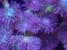 画像2: No.1 オーストラリア産　ウィスカーズコーラル　３５ポリプ前後付き (2)