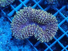 画像1: No.1 イボハナガタサンゴ (1)