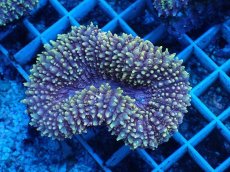 画像2: No.1 イボハナガタサンゴ (2)