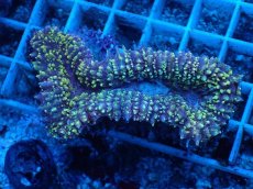 画像1: No.2 イボハナガタサンゴ (1)