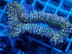 画像2: No.2 イボハナガタサンゴ (2)