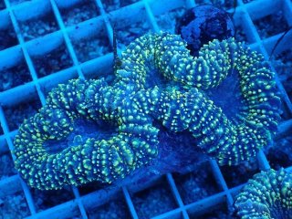 ハナガタ を買うならアクアスタイルユー｜大阪からサンゴを全国に販売