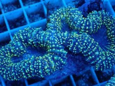 画像2: No.3 イボハナガタサンゴ (2)