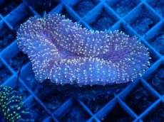 画像1: No.4 イボハナガタサンゴ (1)