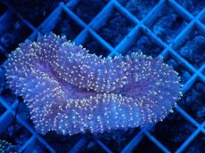 画像2: No.4 イボハナガタサンゴ (2)