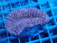 画像1: No.5 イボハナガタサンゴ (1)