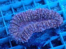 画像2: No.5 イボハナガタサンゴ (2)