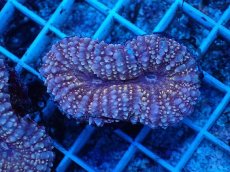 画像1: No.6 イボハナガタサンゴ (1)