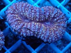 画像2: No.6 イボハナガタサンゴ (2)