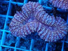 画像1: No.7 イボハナガタサンゴ (1)