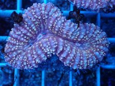 画像2: No.7 イボハナガタサンゴ (2)