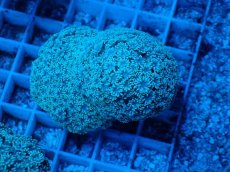 画像1: No.1 フィジー産 ハナガササンゴ (1)