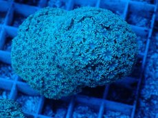 画像2: No.1 フィジー産 ハナガササンゴ (2)