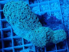 画像1: No.2 フィジー産 ハナガササンゴ (1)