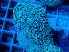 画像2: No.2 フィジー産 ハナガササンゴ (2)