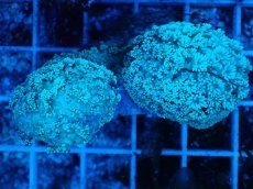 画像1: No.3 フィジー産 ハナガササンゴ (1)