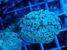 画像2: No.3 フィジー産 ハナガササンゴ (2)