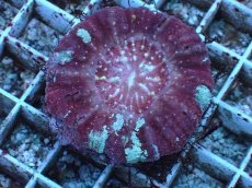 画像1: No.1 Acanthastrea Maxima (1)