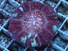 画像2: No.1 Acanthastrea Maxima (2)