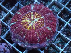 画像1: No.2 Acanthastrea Maxima (1)