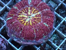 画像2: No.2 Acanthastrea Maxima (2)