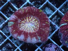 画像1: No.3 Acanthastrea Maxima (1)