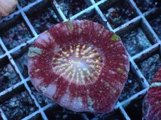 画像2: No.3 Acanthastrea Maxima (2)