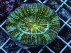 画像1: No.4 Acanthastrea Maxima (1)