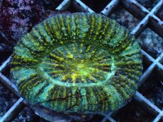 画像2: No.4 Acanthastrea Maxima (2)
