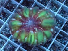 画像1: No.1 コハナガタサンゴ (1)