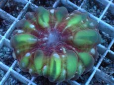 画像2: No.1 コハナガタサンゴ (2)