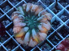 画像1: No.2 コハナガタサンゴ マルチカラー (1)