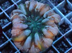 画像2: No.2 コハナガタサンゴ マルチカラー (2)