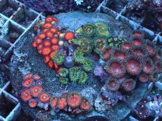 画像1: No.1 マメスナギンチャク　お花畑プレート (1)