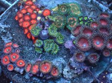 画像2: No.1 マメスナギンチャク　お花畑プレート (2)