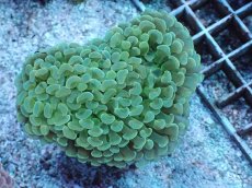 画像1: No.6 ナガレハナサンゴ　MLサイズ (1)