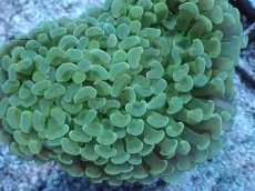 画像2: No.6 ナガレハナサンゴ　MLサイズ (2)